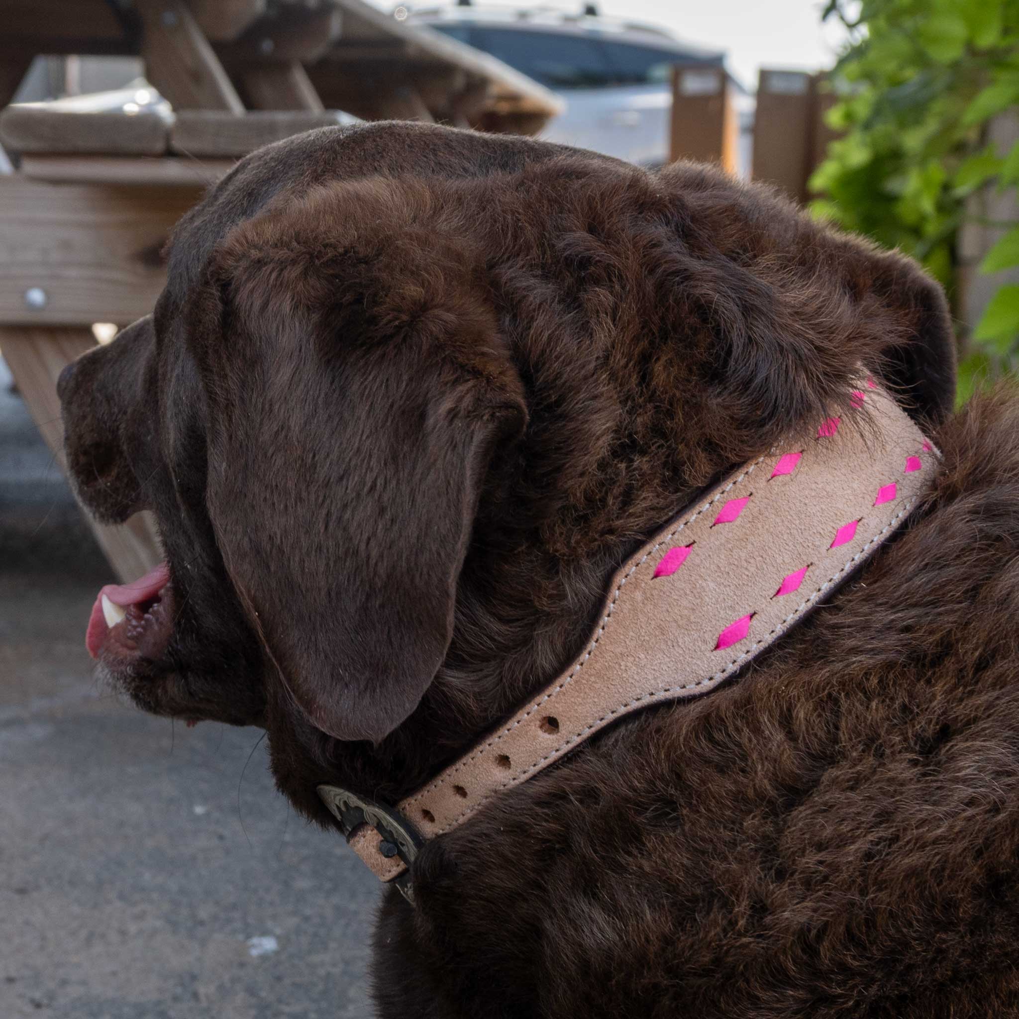 Roughout Dog Collar With Pink Buckstitch - Image 2