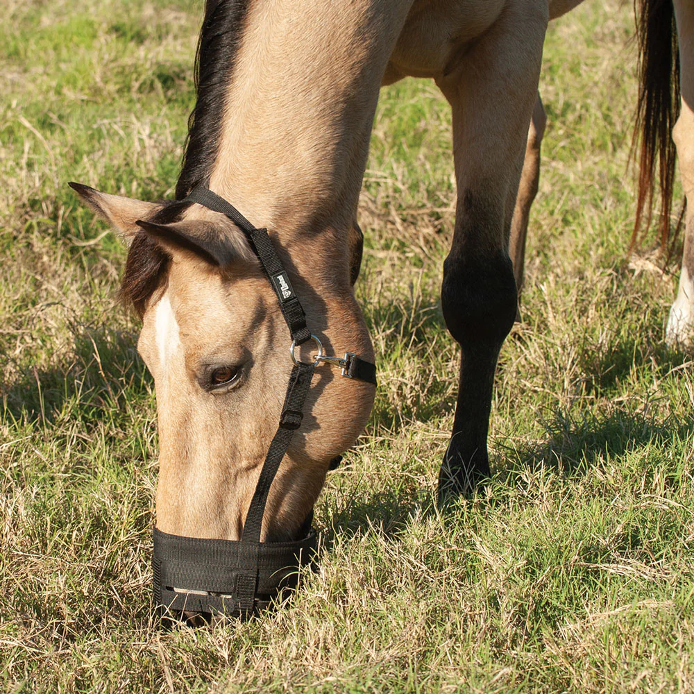 Cashel Grazing Muzzle Halter - Image 3