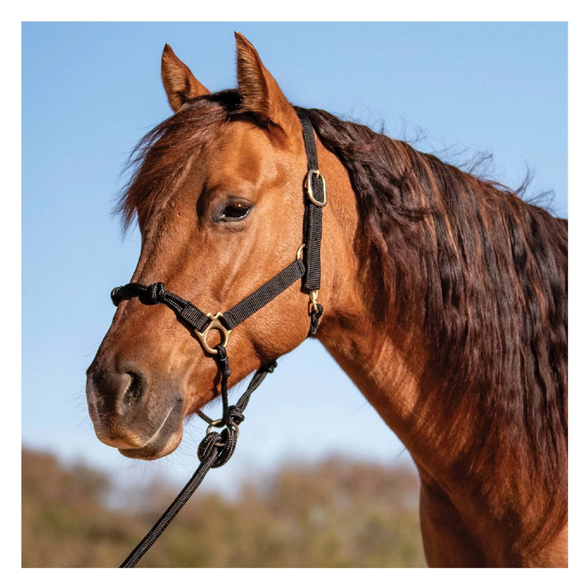 Cashel Nylon Rope Halter