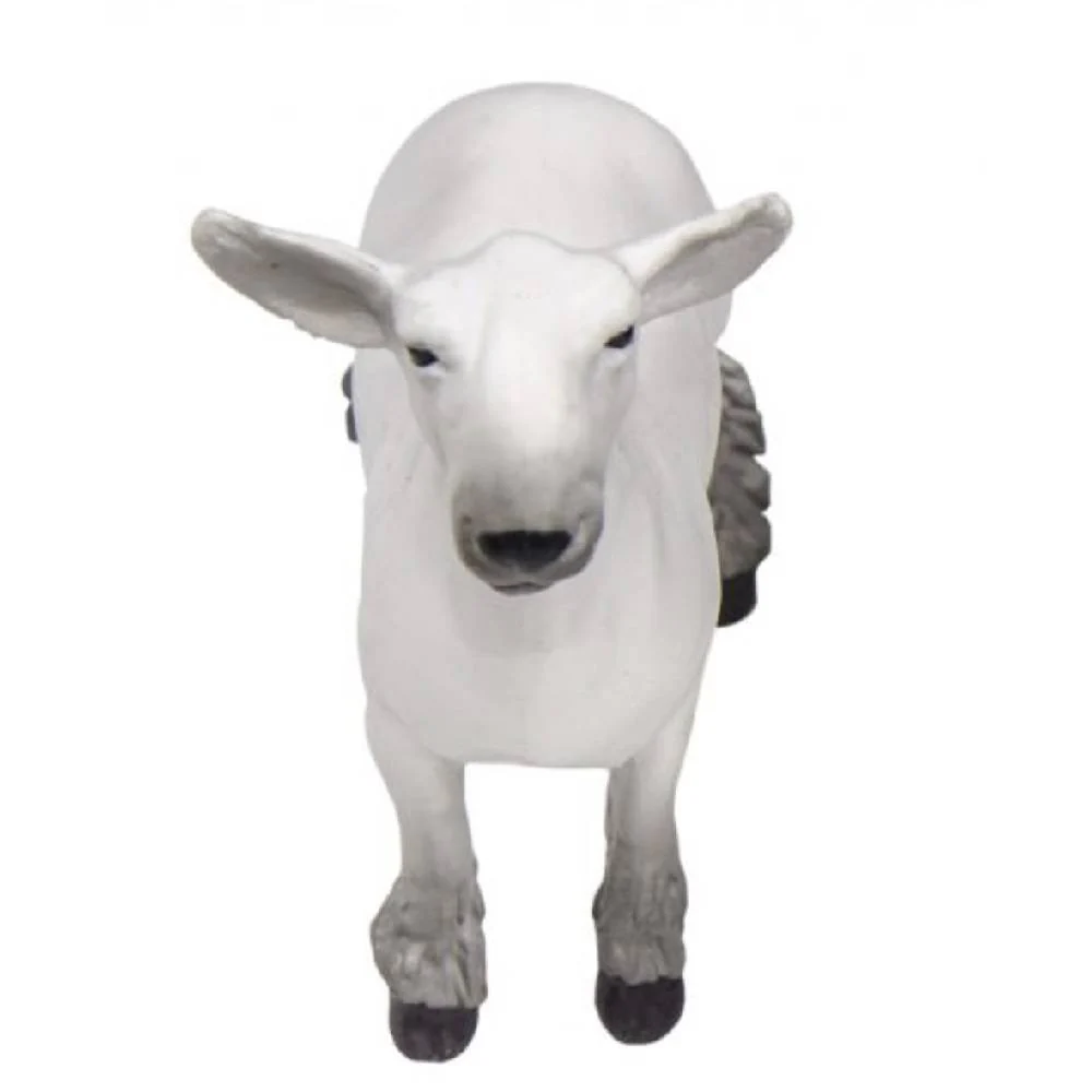 Champion Dorset Market Lamb