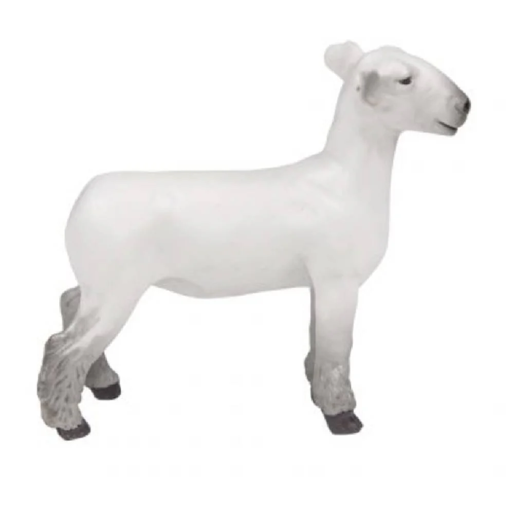 Champion Dorset Market Lamb - Image 2