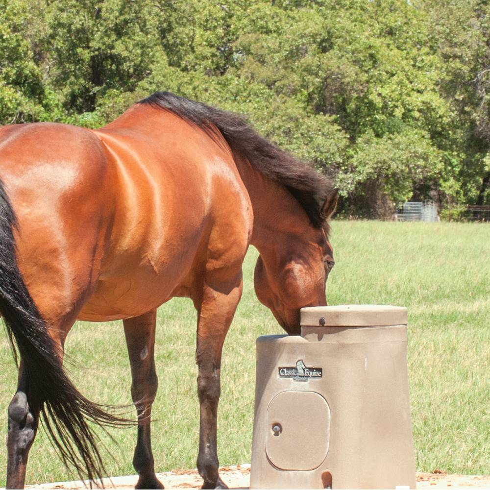 Classic Equine AutoFount Single Drink - Image 2