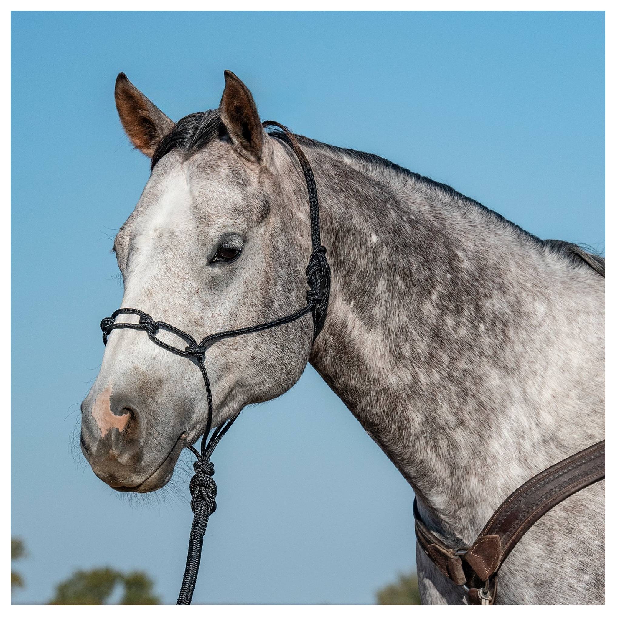 Classic Equine Chain Link Rope Halter
