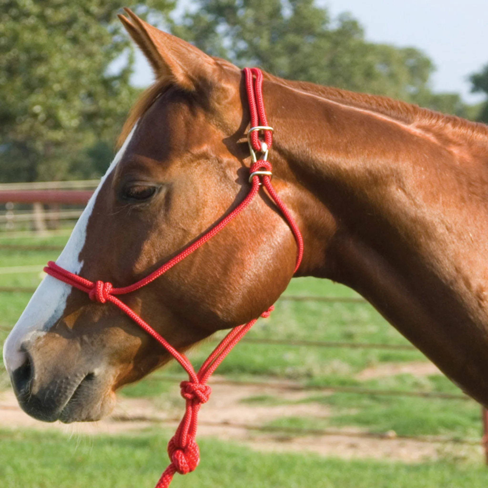 Easy-On Rope Halter w/Lead - Image 2