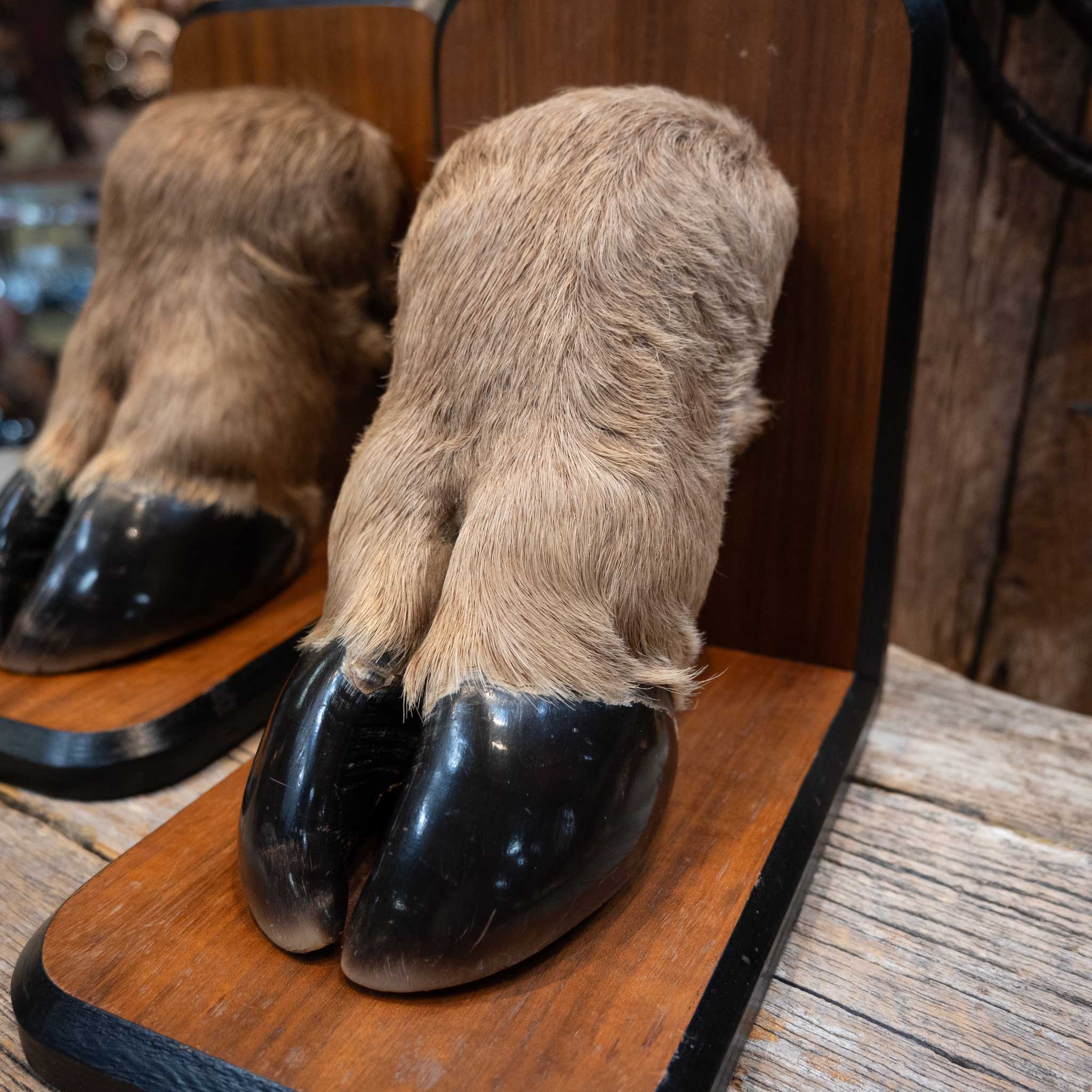 Elk Hooves Bookends - Image 2