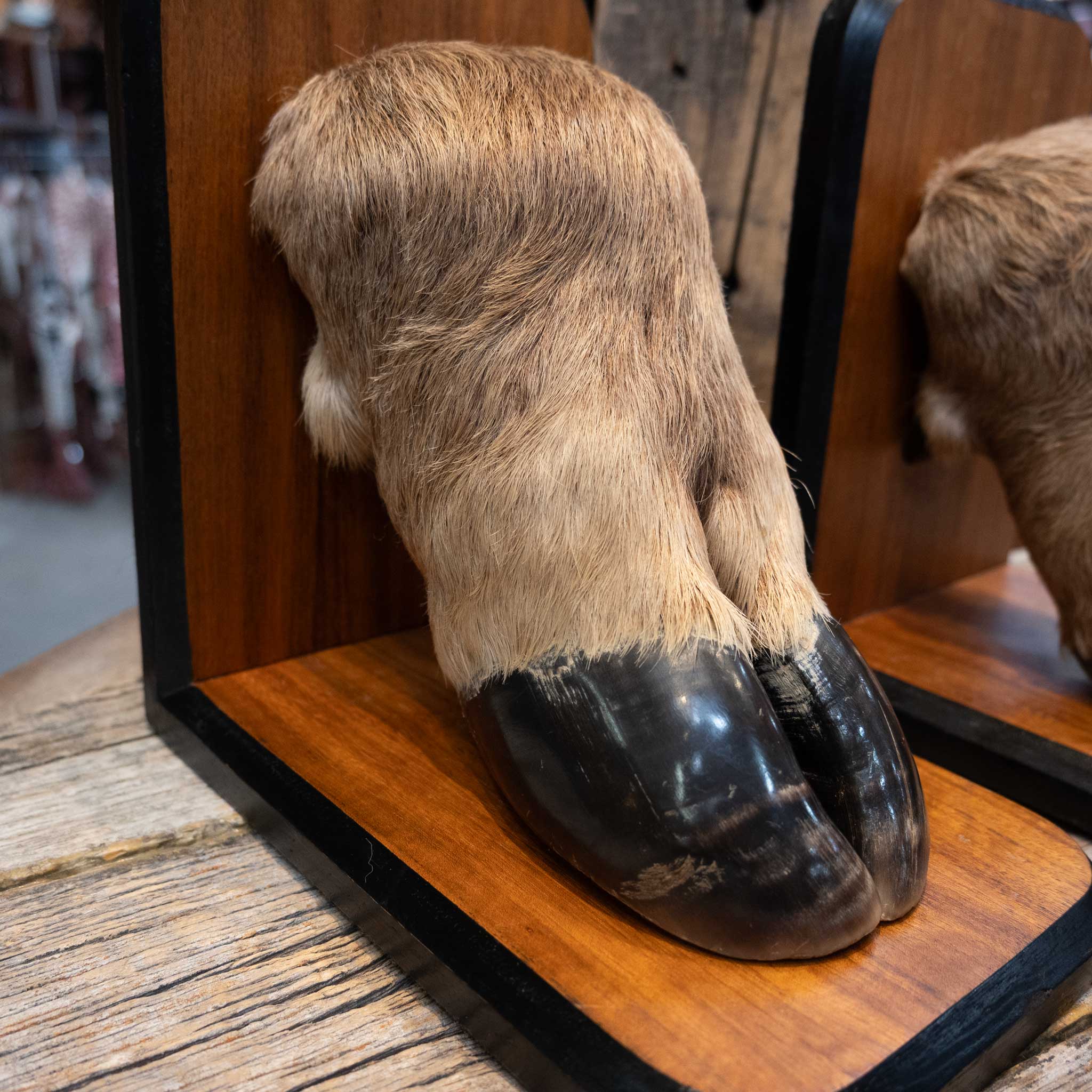 Elk Hooves Bookends - Image 3