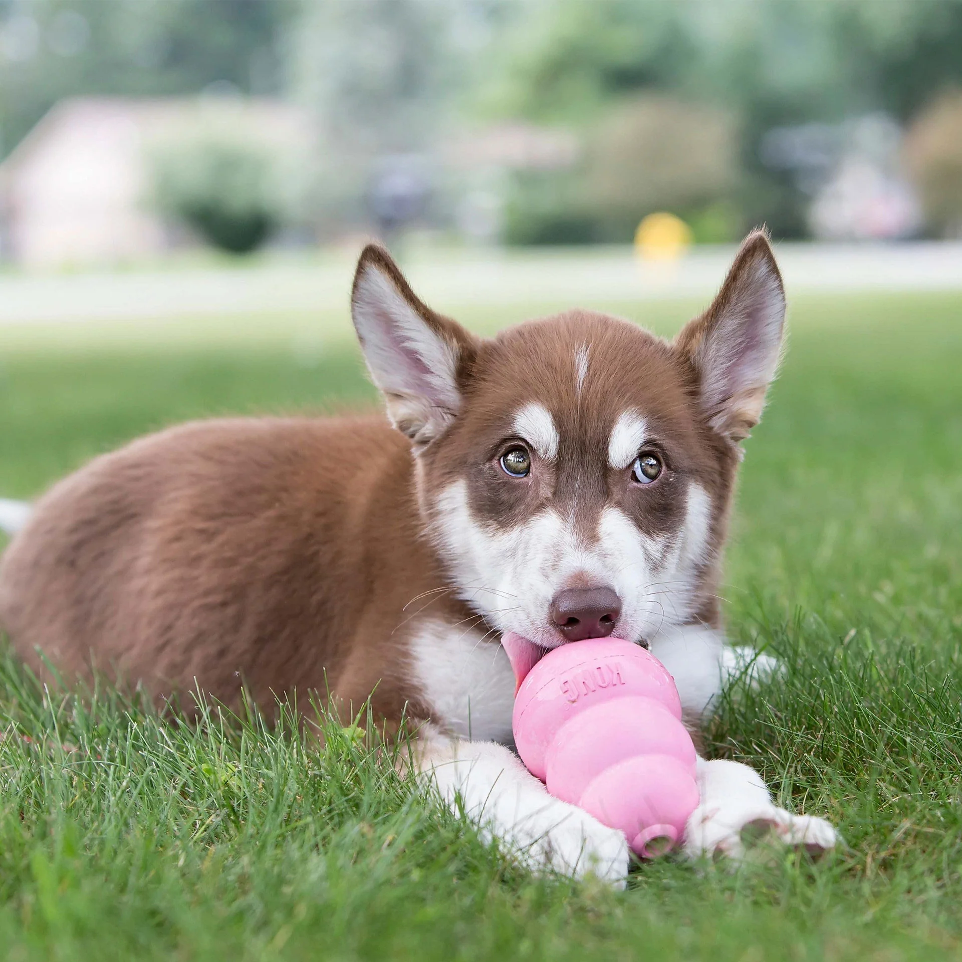 KONG Puppy Pink Chew Toy - Image 2