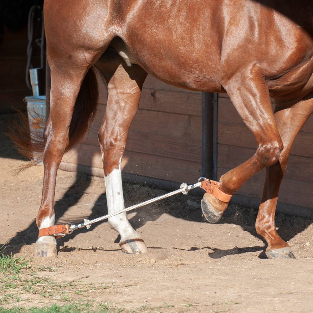 Martin Saddlery Sideline Hobbles - Image 2