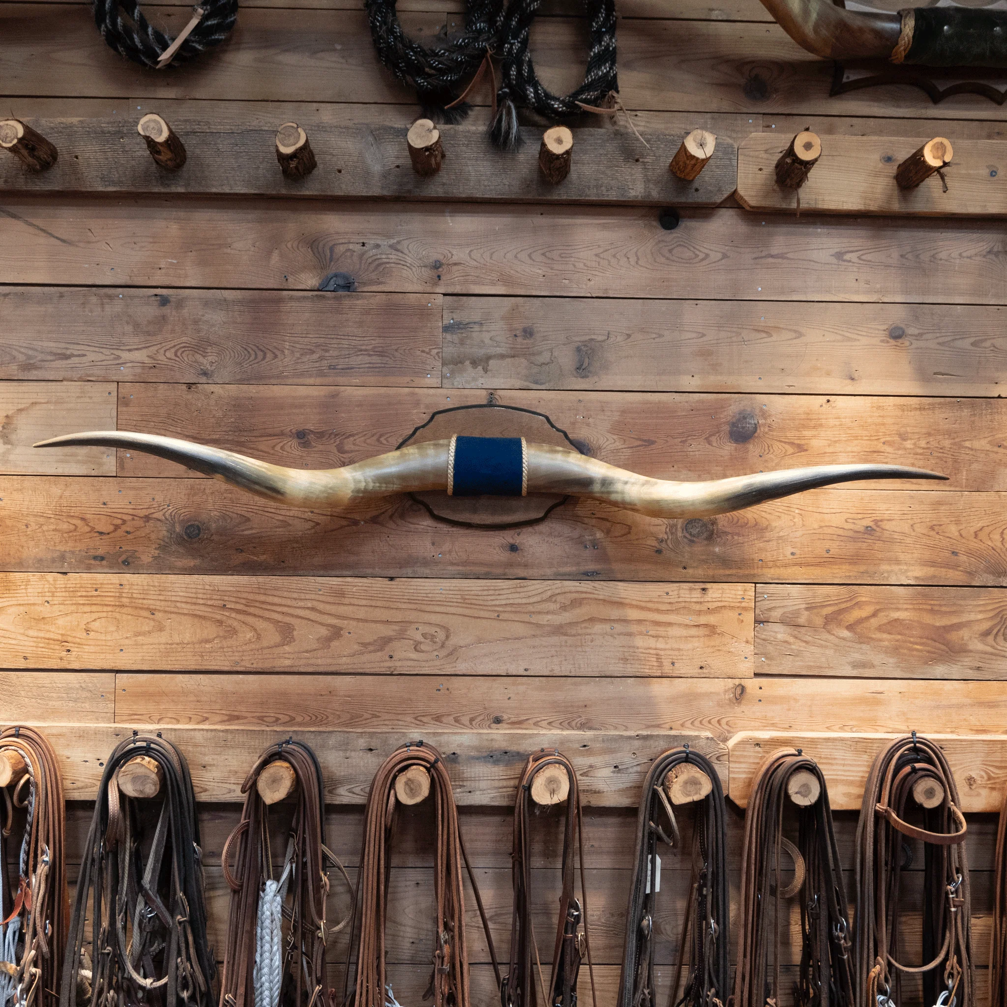 Mounted Horns w/ Blue Velvet Wrapped Center