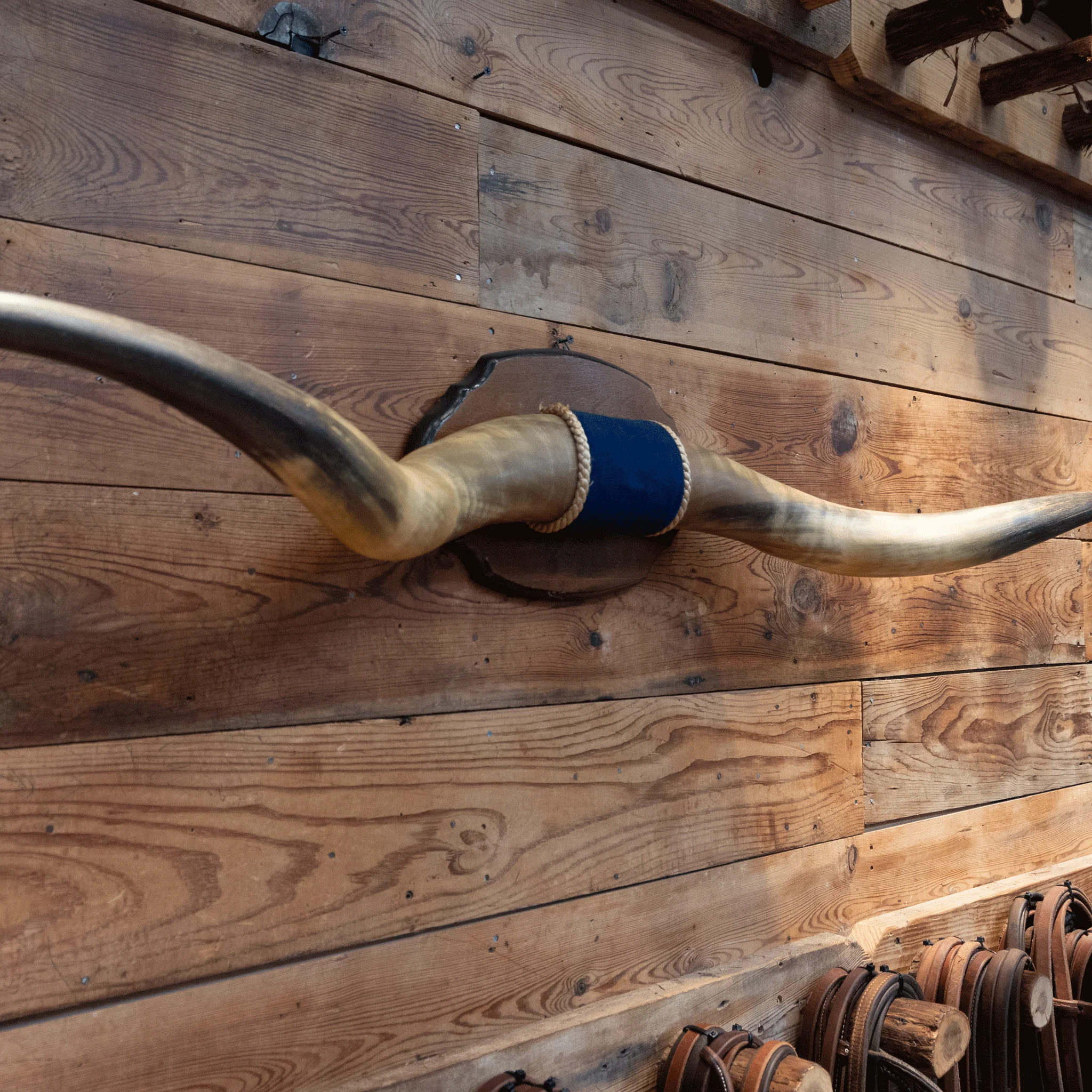 Mounted Horns w/ Blue Velvet Wrapped Center - Image 2