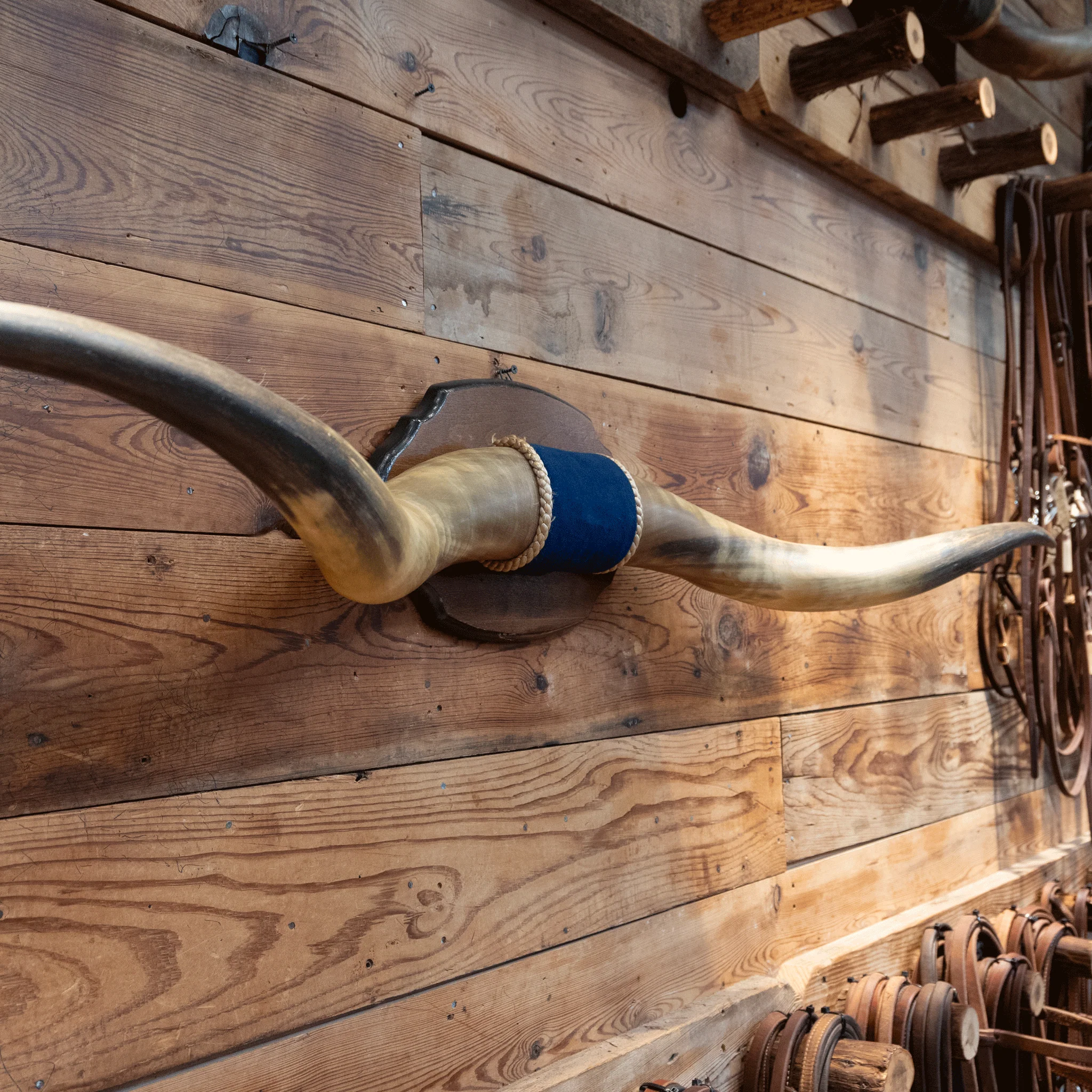Mounted Horns w/ Blue Velvet Wrapped Center - Image 3