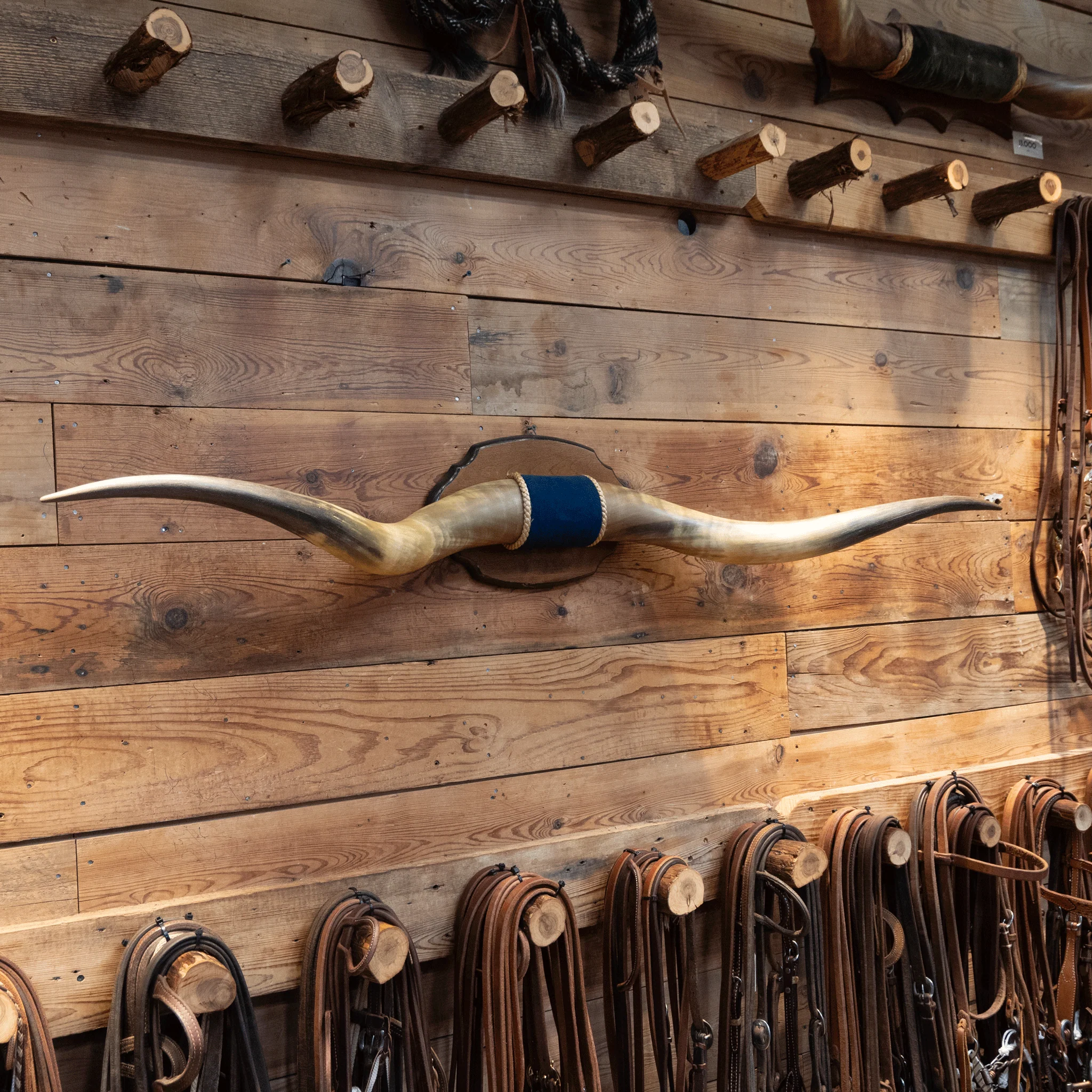 Mounted Horns w/ Blue Velvet Wrapped Center - Image 5