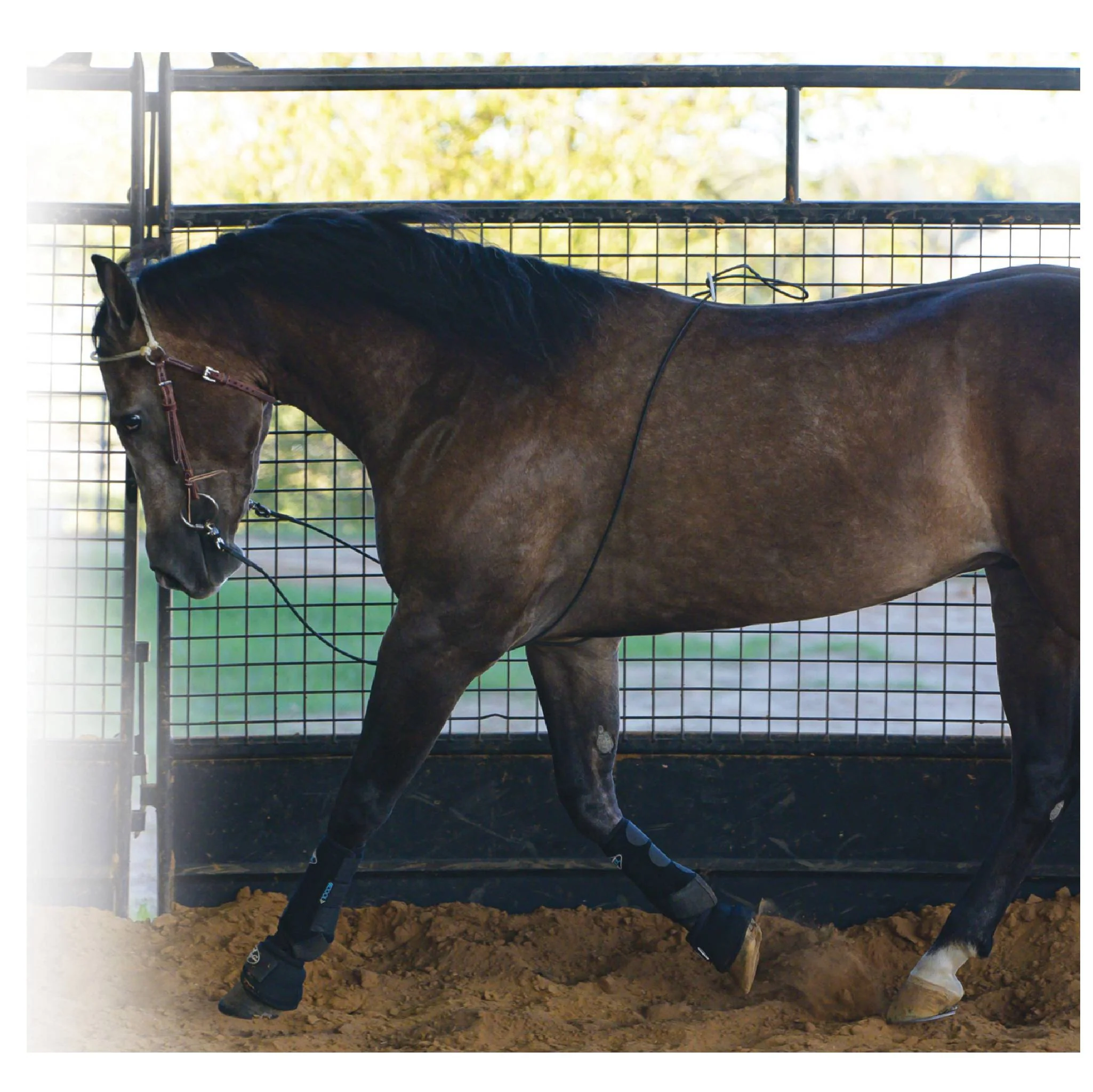 Professional's Choice Lunging Buddy - Image 2