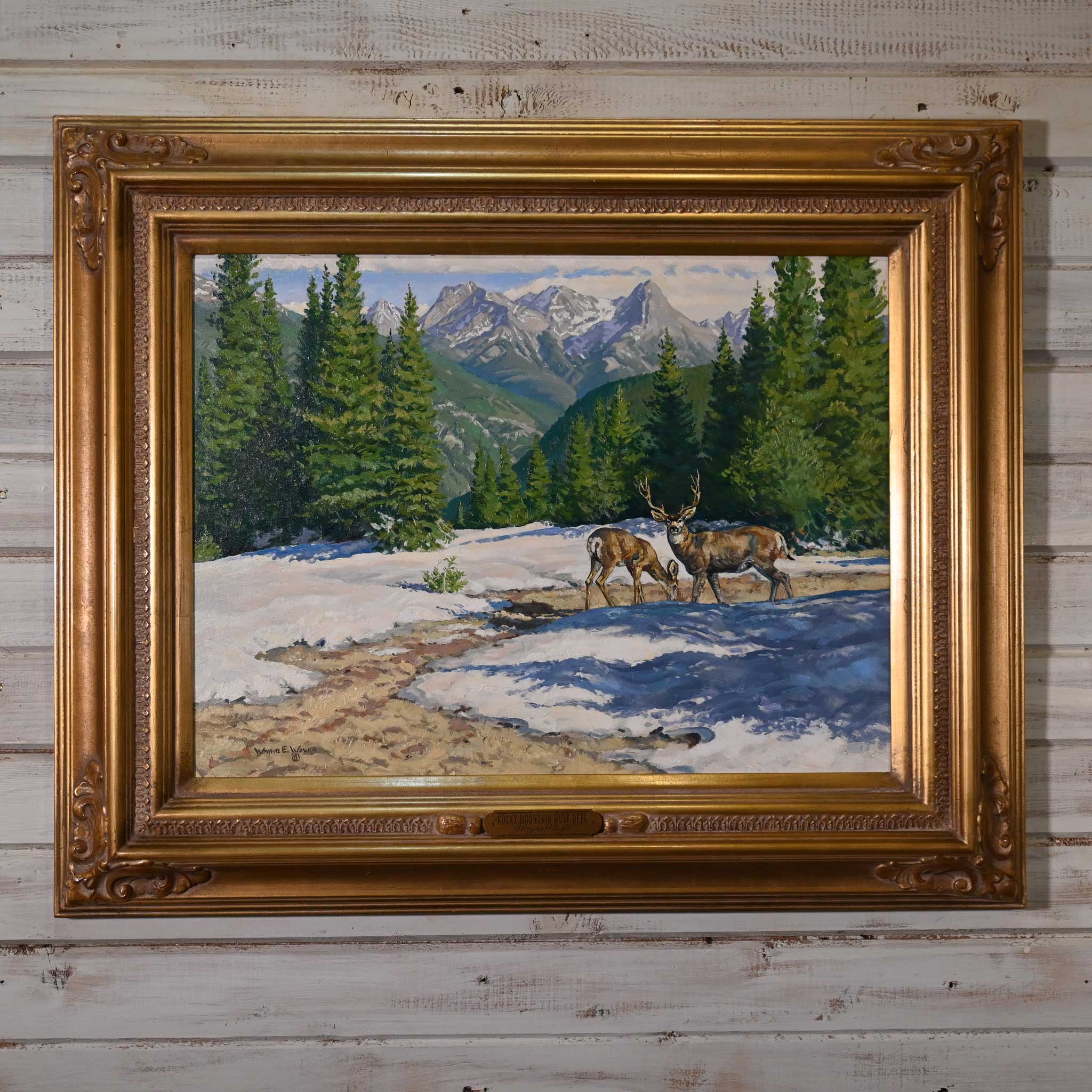 Rocky Mountain Mule Deer by Wayne Wolfe
