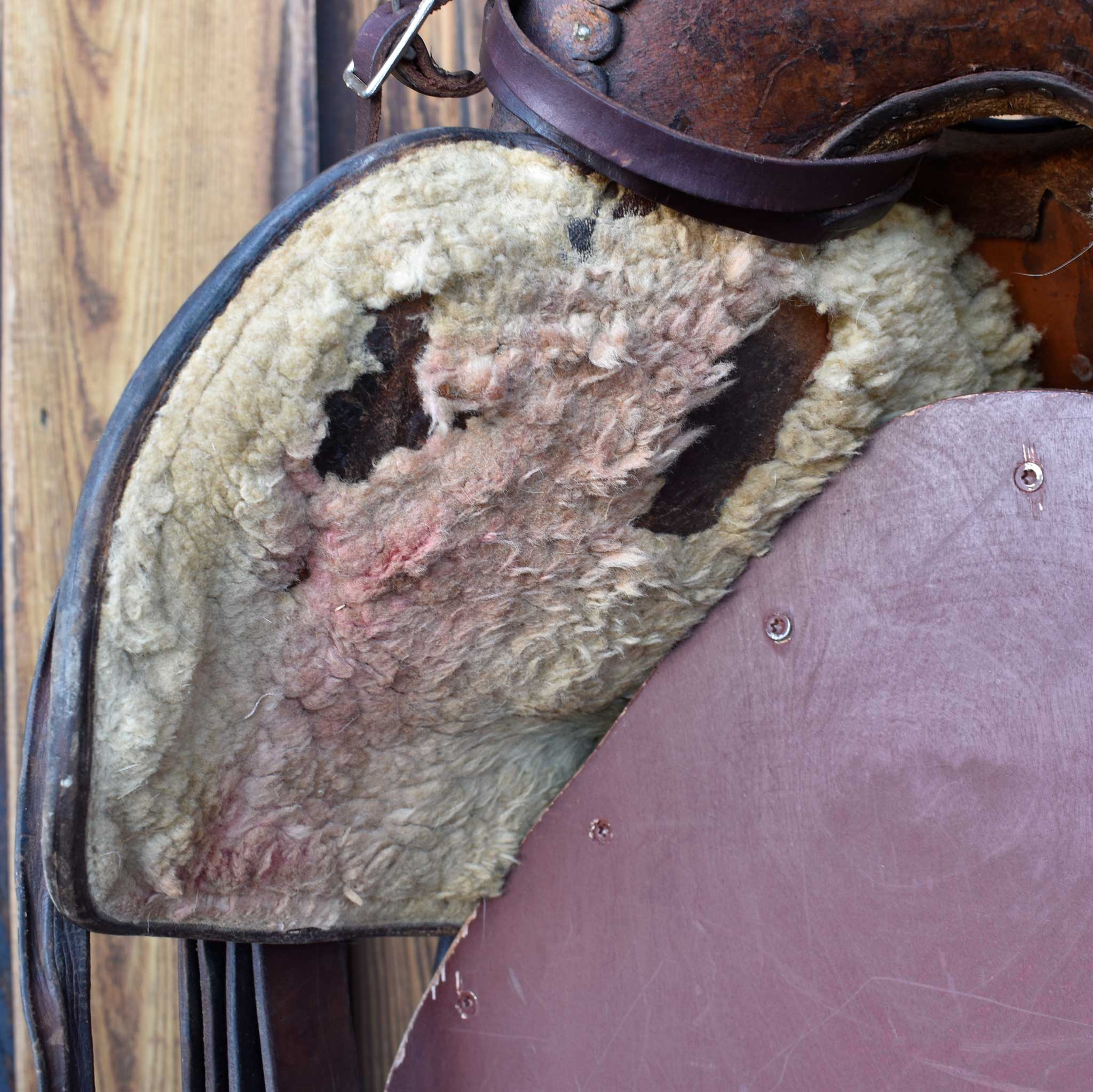 Used 15.5" Hissell Non-Rider Saddle - Image 9
